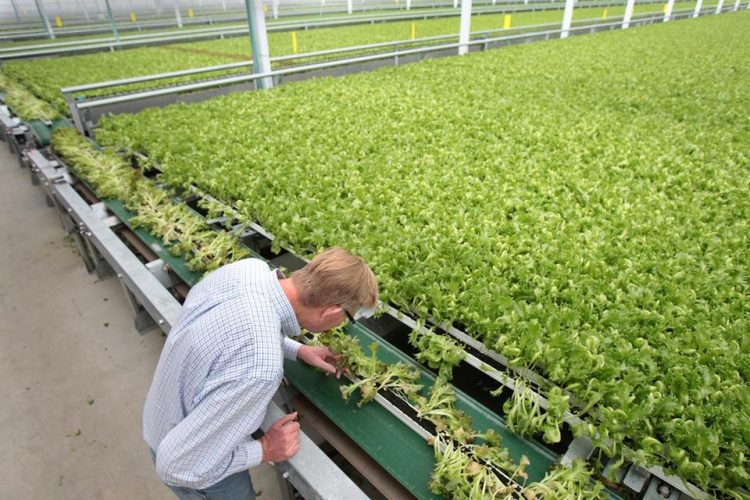 Greenhouse Lettuce Grower Invests in Major Expansion (Greenhouse Grower) Little Leaf Farms