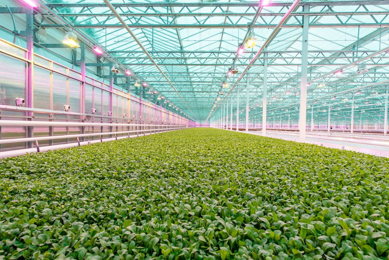 The Greenhouse Little Leaf Farms Devens, Massachusetts
