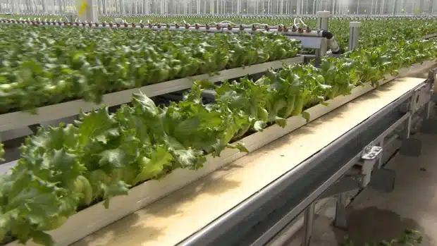 It Happens Here: Hands-Off, Year Round Farming At Little Leaf Farms In Devens (WBZ CBS Boston)