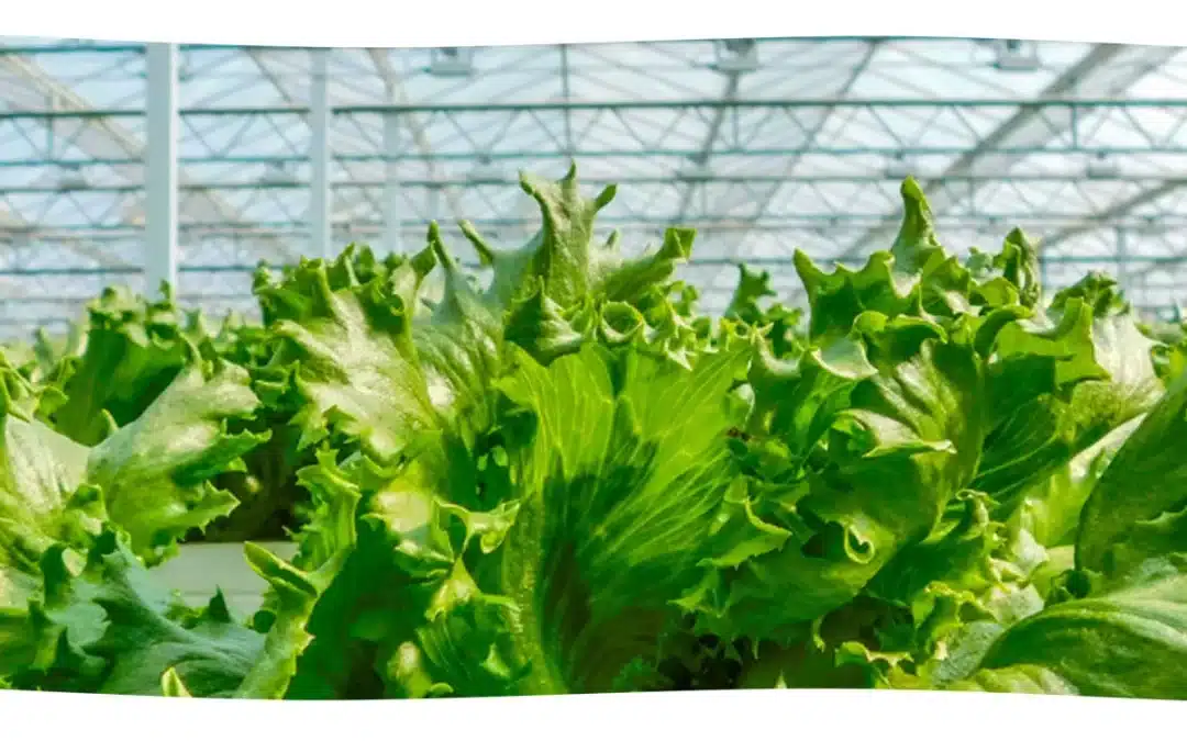E. Coli Outbreaks in Lettuce Point to Gaps in Food Safety (Wall Street Journal)