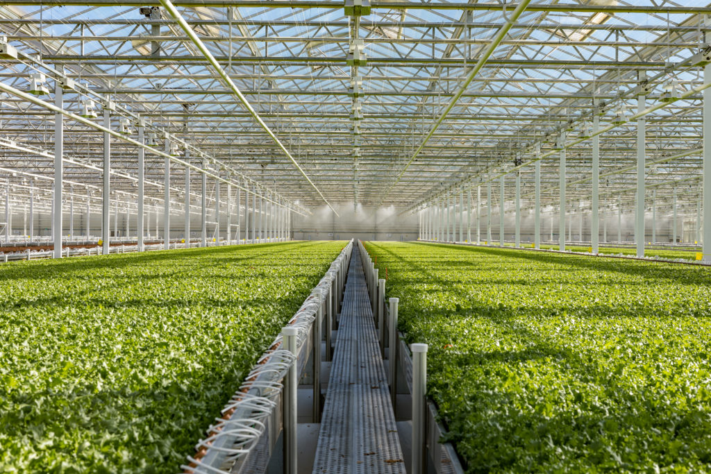 Greenhouse leafy green growers maximize opportunities Little Leaf Farms
