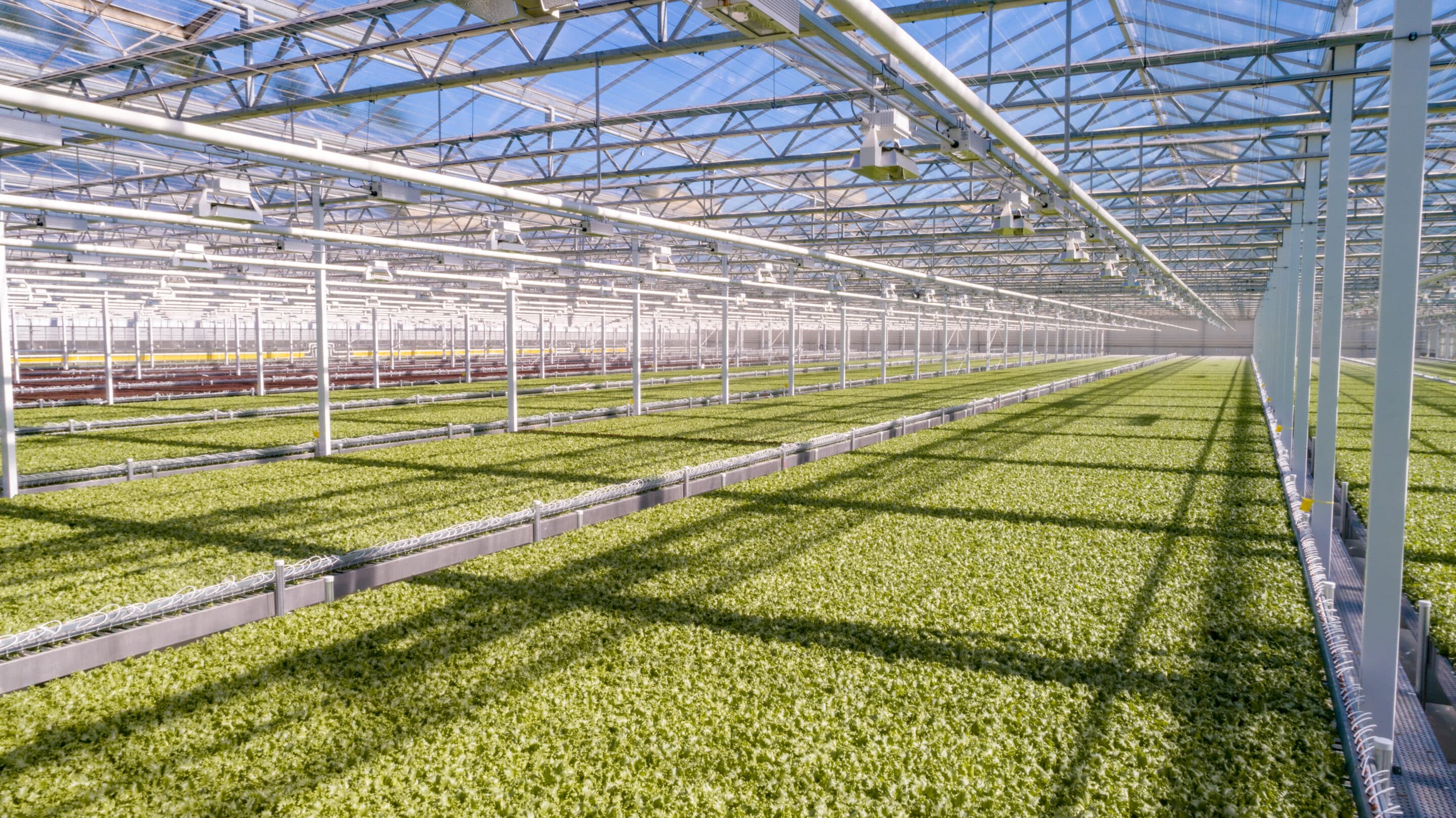 Locally Grown Lettuce in Springfield Public School Lunches (WGBY)