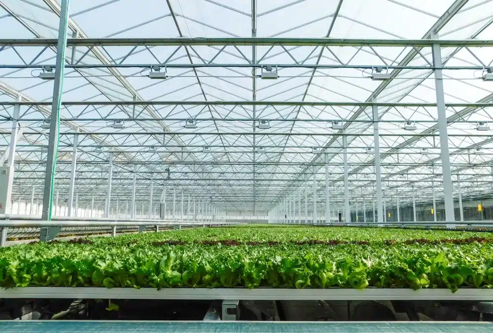 NY Price Choppers carry Little Leaf Farms lettuces (ThePacker.com)