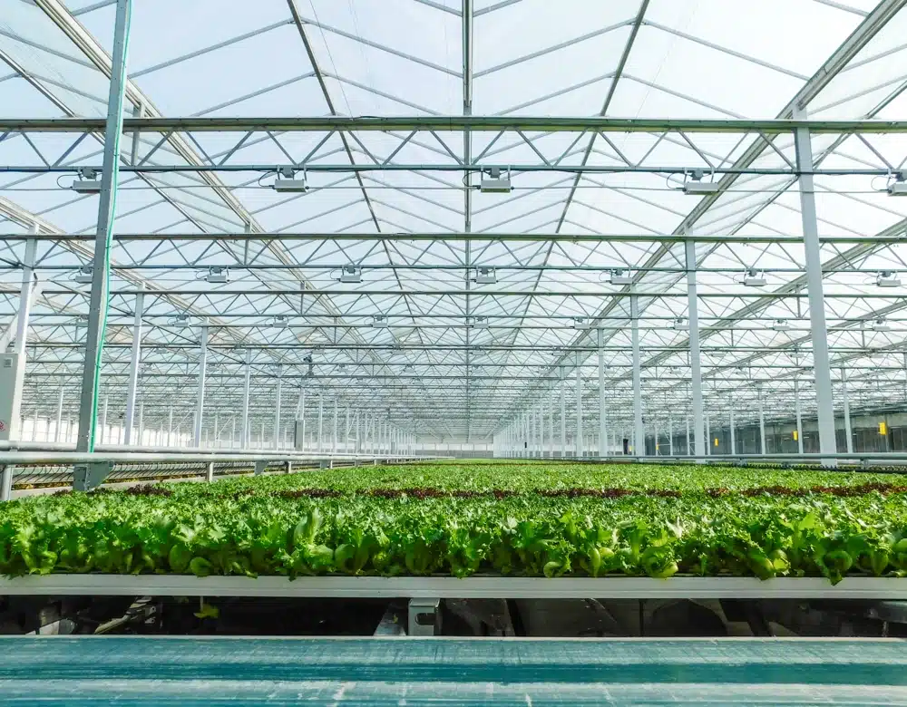 NY Price Choppers carry Little Leaf Farms lettuces (ThePacker.com)