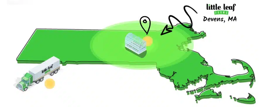 The fresher lettuce journey (The Boston Globe)