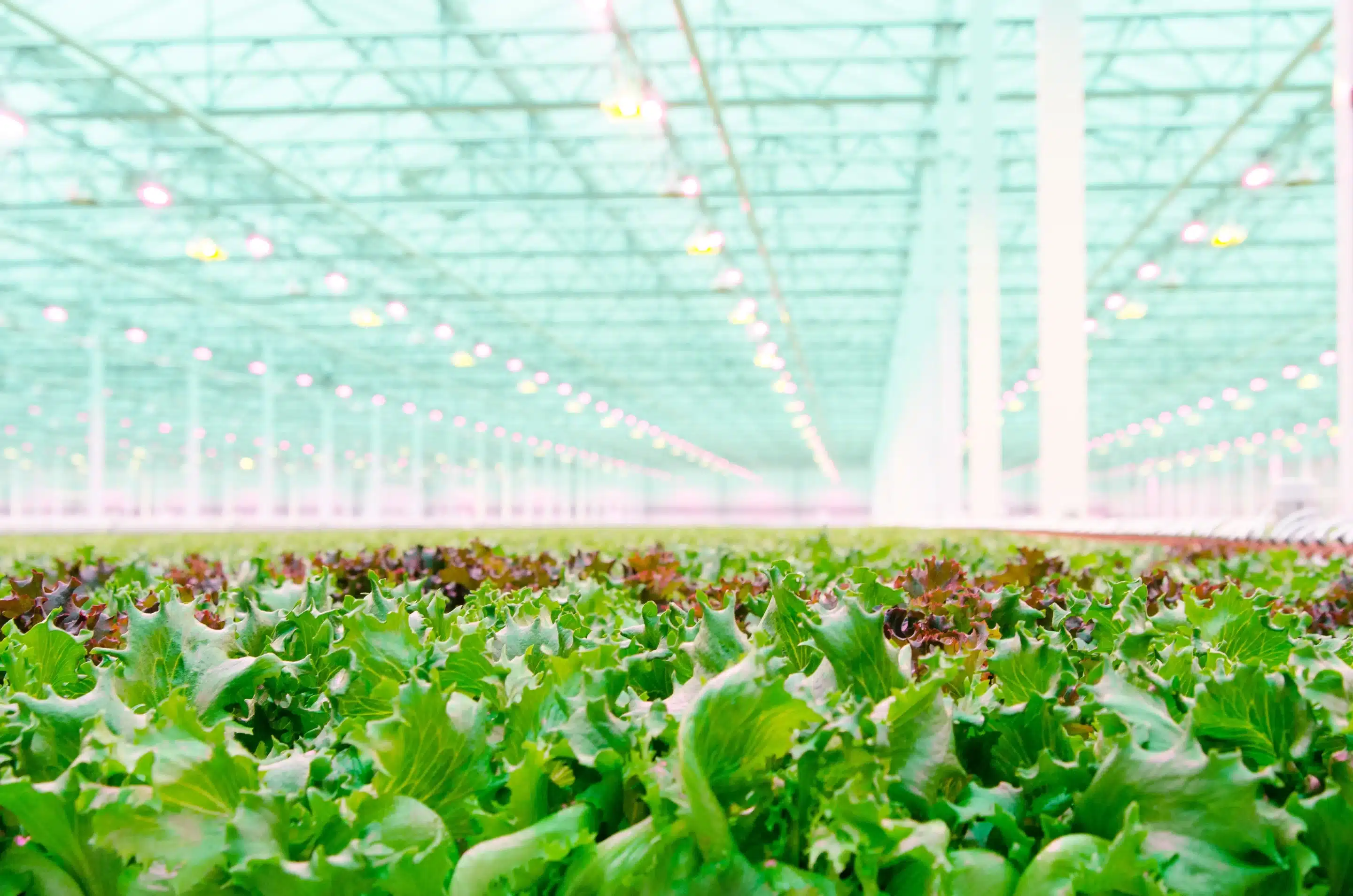Little Leaf Farms in Devens Quadruples in Size since 2015 Opening (Worcester Telegram)
