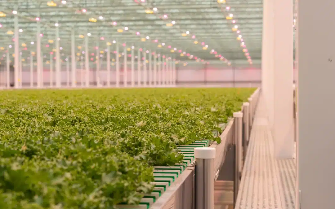 Grand Opening – Celebrating 10 acres of sustainably grown lettuce