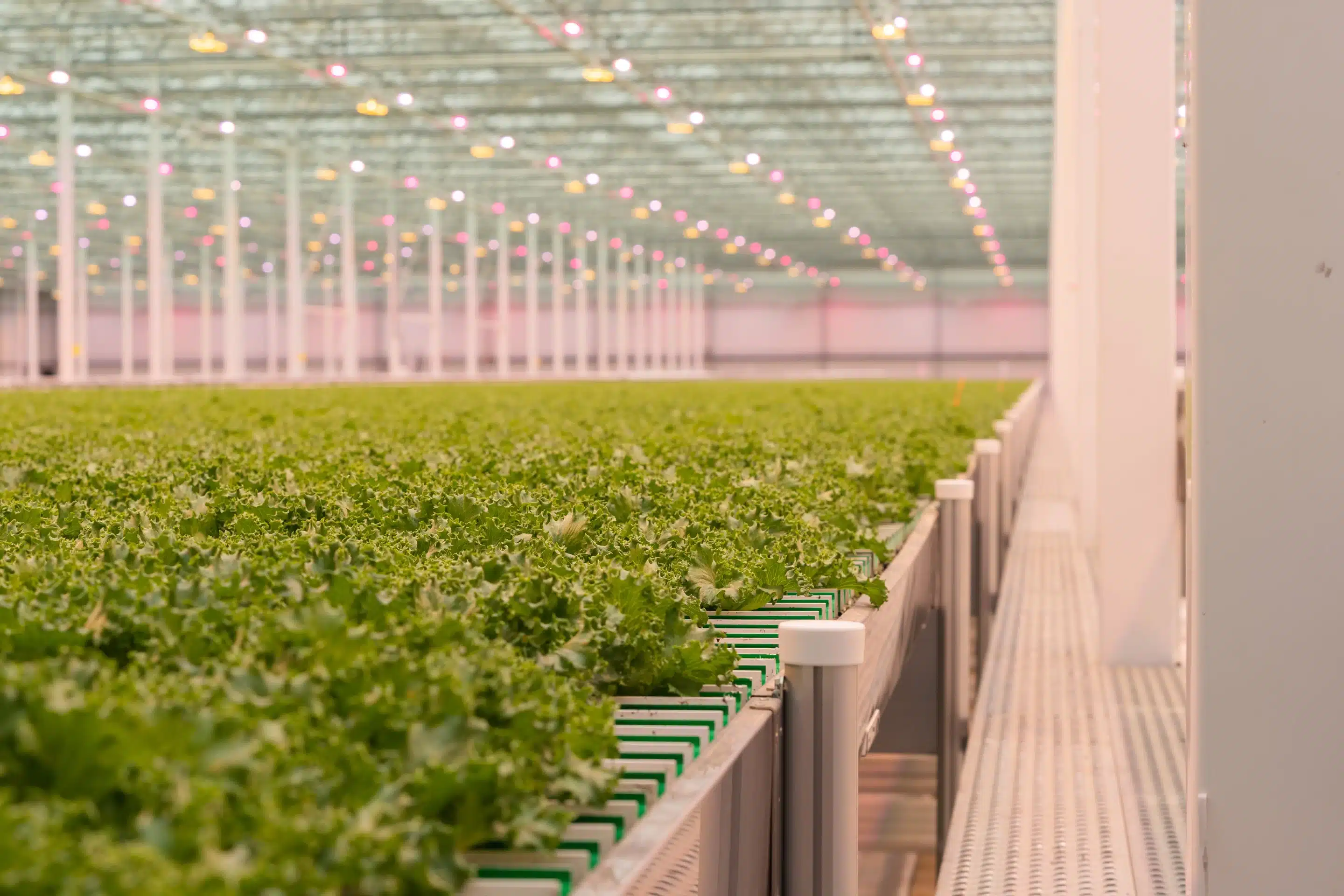 Grand Opening – Celebrating 10 acres of sustainably grown lettuce