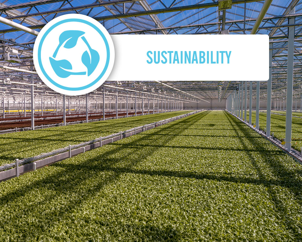 Local Lettuce Little Leaf Farms