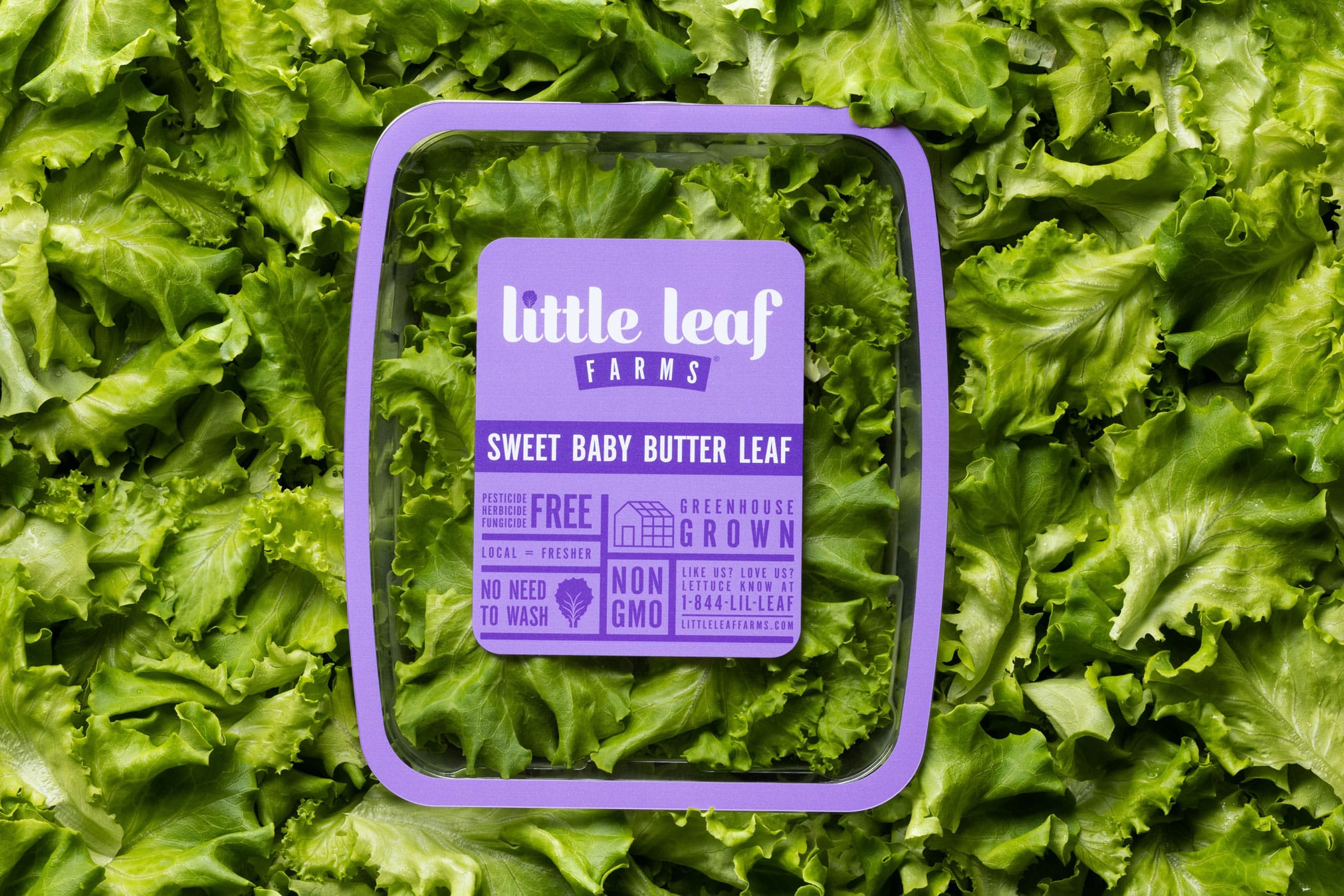 Sweet Baby Butter Leaf