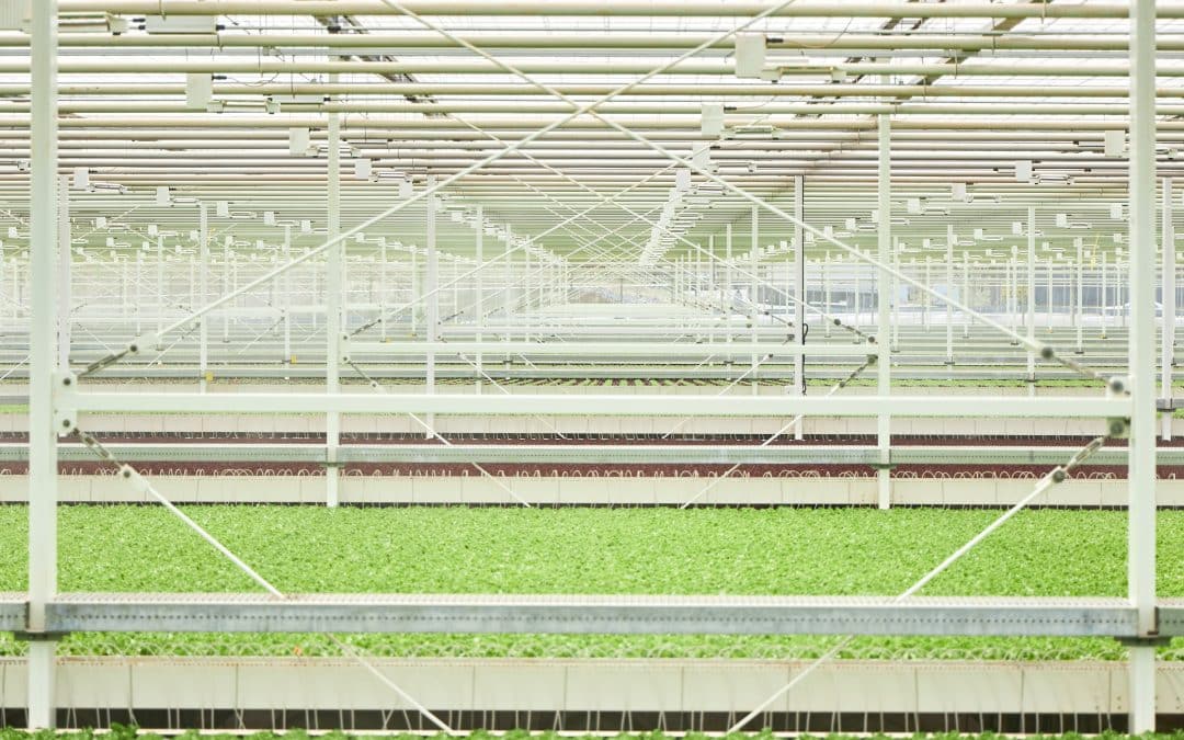 Indoor lettuce farm opens in Carbon County (WFMZ)
