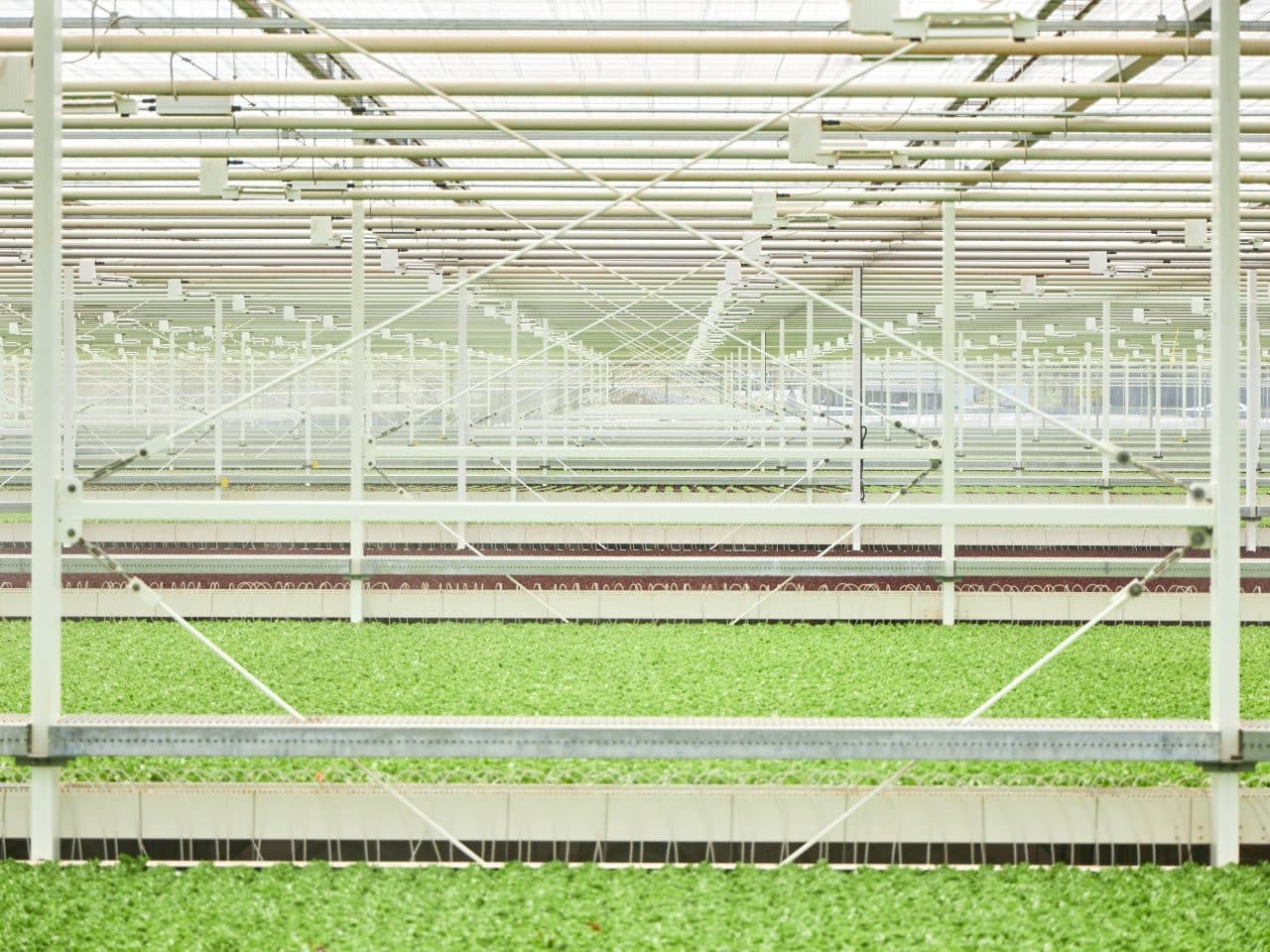 Indoor lettuce farm opens in Carbon County (WFMZ) Little Leaf Farms