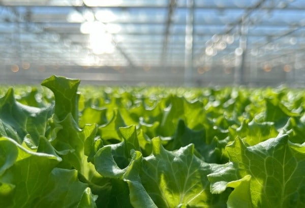 The Local Lettuce Locals Love: Little Leaf Farms (NBC Boston)
