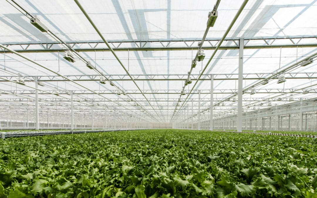 How Growing Hydroponically Drives Logistics Efficiency and Sustainability (FoodLogistics.com)