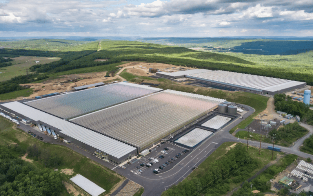 With New Greenhouse, Little Leaf Farms Operates Largest Leafy Greens CEA Facility in North America