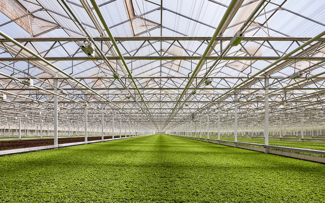 Paul Sellew Leads Efforts in Sustainable Hydroponic Agriculture (The Cornell Daily Sun)